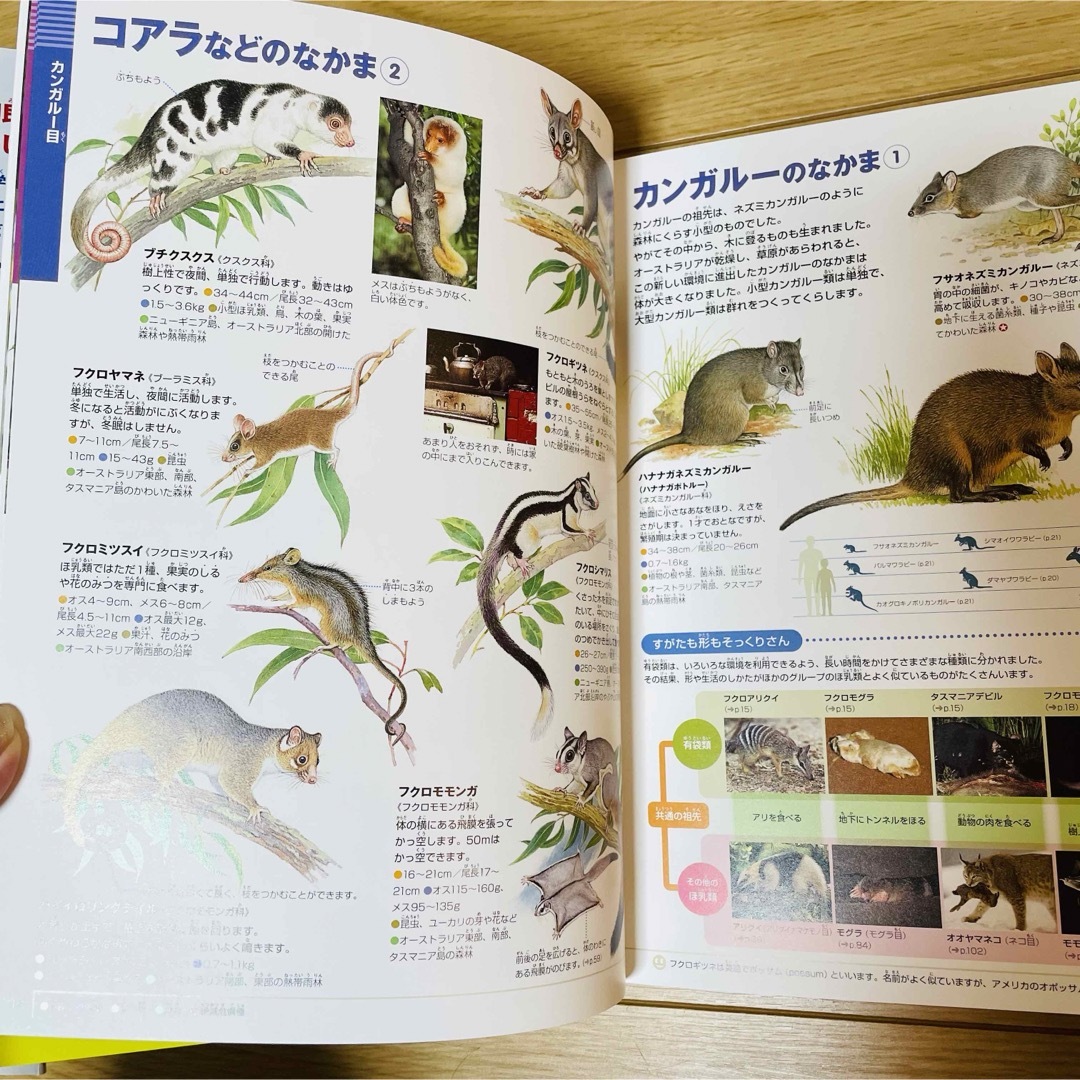 小学館(ショウガクカン)の動物 エンタメ/ホビーの本(絵本/児童書)の商品写真