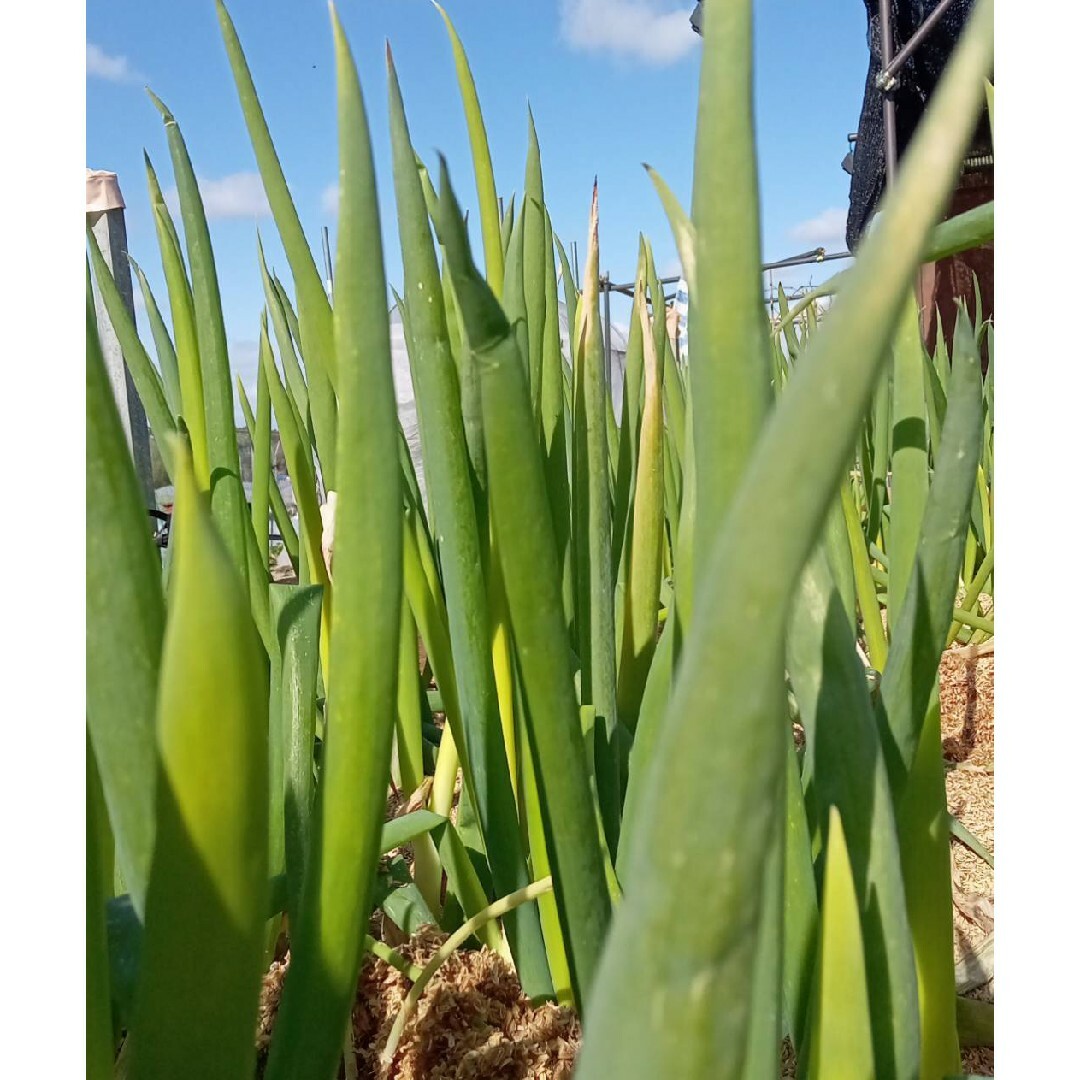 無農薬野菜　野菜詰め合わせ　新鮮　大阪産地直送　８０サイズ 食品/飲料/酒の食品(野菜)の商品写真