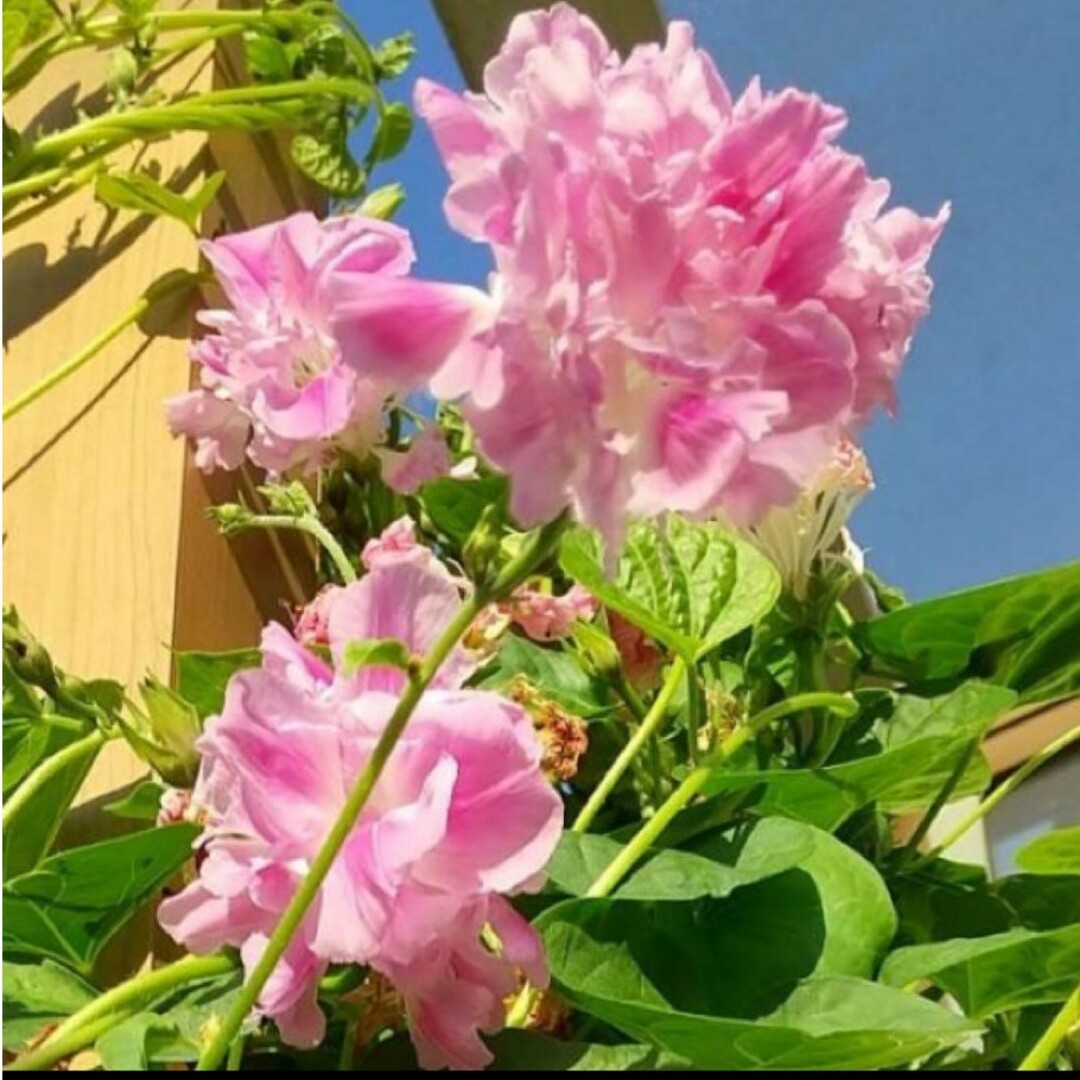 朝顔　ピンクフラミンゴ　種 ハンドメイドのフラワー/ガーデン(その他)の商品写真