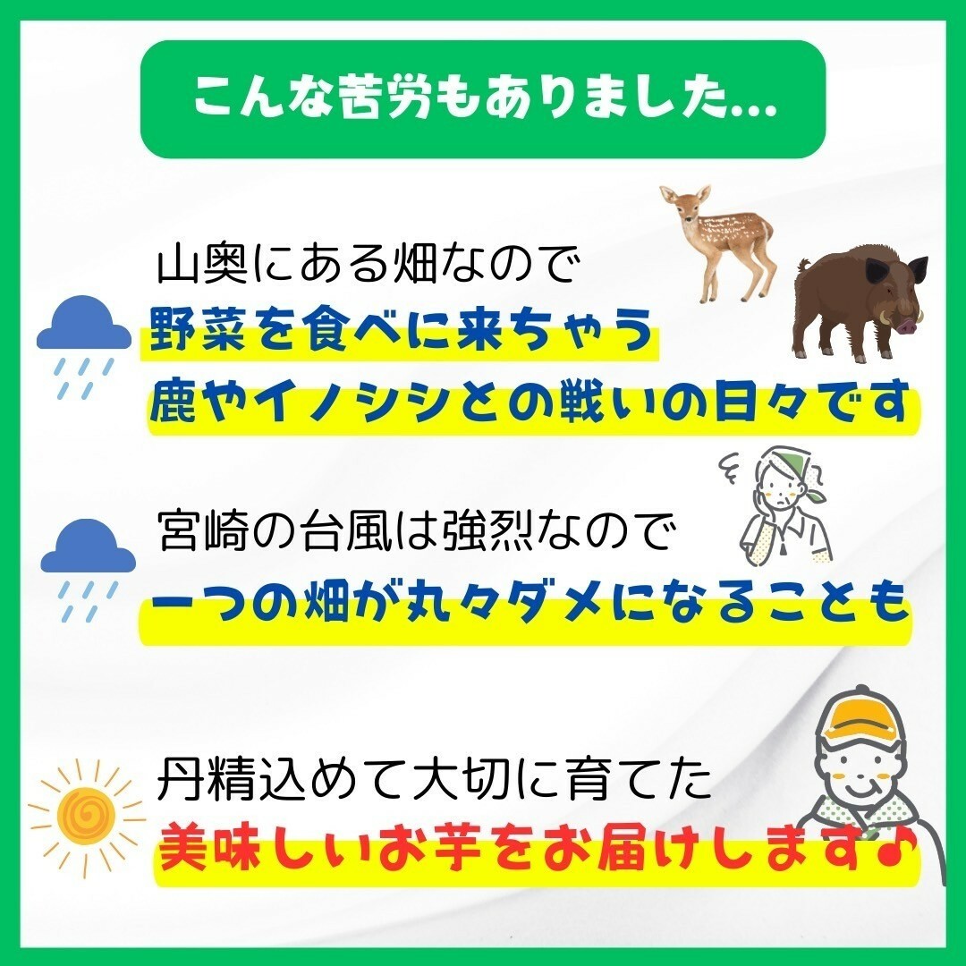 さつまいもシルクスイート１０kg 食品/飲料/酒の食品(野菜)の商品写真