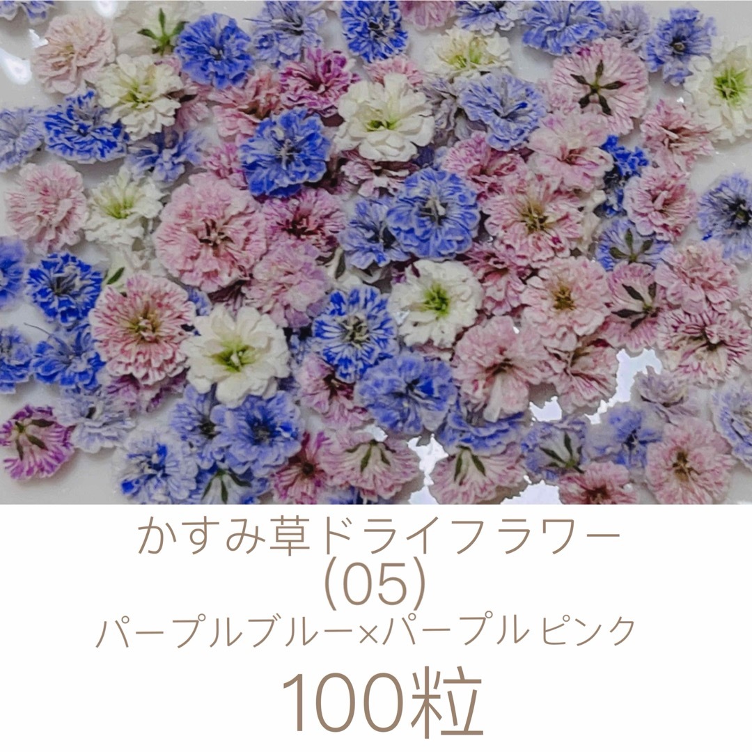 (05)かすみ草ドライフラワー100粒 ハンドメイドのフラワー/ガーデン(ドライフラワー)の商品写真