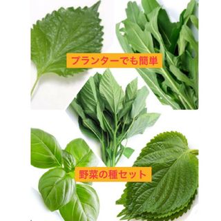 野菜種セットG(その他)