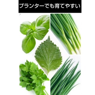 野菜種セットN(その他)