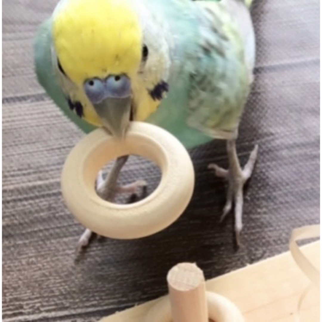 天然木のわなげ★インコや文鳥の小鳥のハンドメイドおもちゃ　バードトイ　輪投げ ハンドメイドのペット(おもちゃ/ペット小物)の商品写真