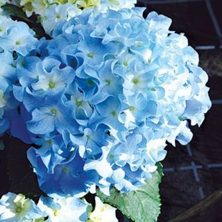 宿根草！ハイランド紫陽花 クレイジーデンシア 花苗 安心タキイ ポット苗 発送(その他)