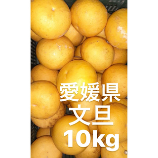 愛媛県産　文旦　柑橘　10kg(フルーツ)