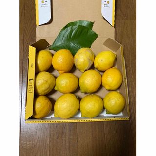 レモン　採りたて発送　農薬不使用　約1.4kg(フルーツ)