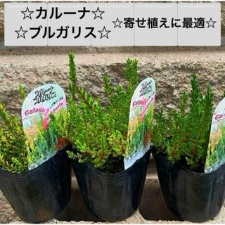 k☆カルーナ☆ブルガリス☆根付苗☆寄せ植えやロックガーデン等に☆(プランター)