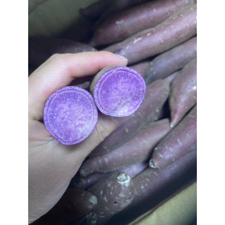 464.千葉県産　紫芋　ふくむらさきいも　箱込み3kg(野菜)
