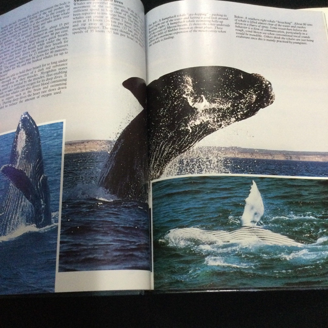 クジラ　写真集　洋書　鯨　Whales 英語　哺乳類　アニマル　動物　海　自然 エンタメ/ホビーの本(洋書)の商品写真