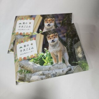 柴犬 壁掛けカレンダー2024   雑誌付録 2冊セット(専門誌)