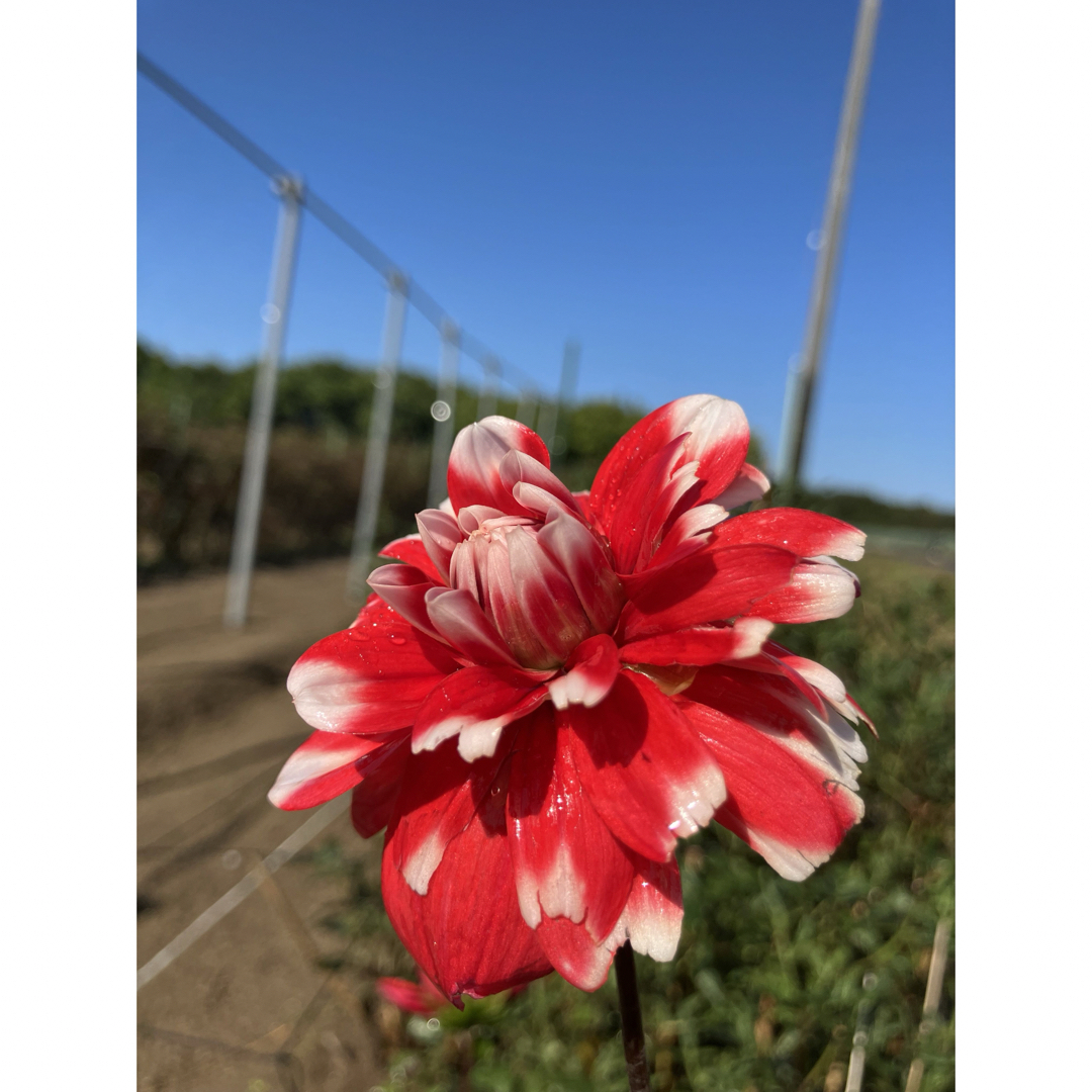 ダリア球根　赤白2色咲き　3球 ハンドメイドのフラワー/ガーデン(プランター)の商品写真