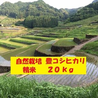 【２月セール】自然栽培「豊コシヒカリ」精米　２０ｋｇ(米/穀物)