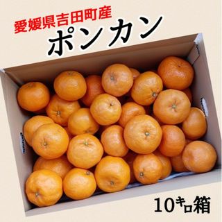 愛媛県産★農家直送★ポンカン 秀品＆家庭用 10キロ箱(フルーツ)