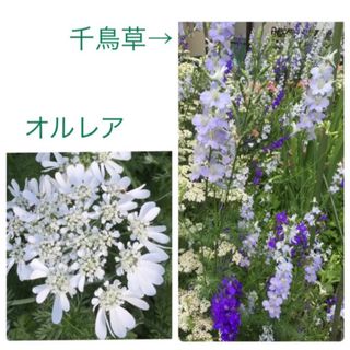 オルレアと千鳥草　種(その他)