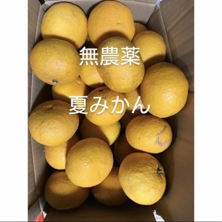 無農薬　夏みかん　夏ミカン　柑橘　柑橘類　果物　くだもの(フルーツ)