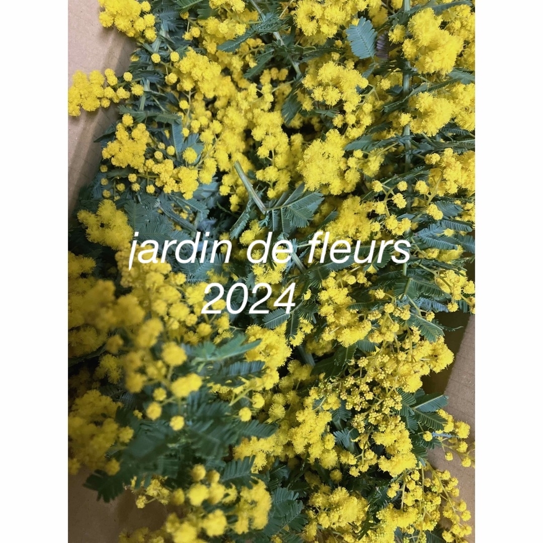 ミモザアカシア<10>)花付きフレッシュ枝100サイズ箱いっぱい ミモザアカシア<10>)花付きフレッシュ枝100サイズ箱いっぱい