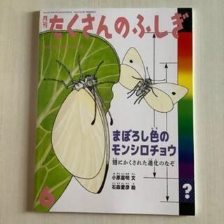 ★新品★「まぼろし色のモンシロチョウ」翅にかくされた進化のなぞ　たくさんのふしぎ(絵本/児童書)