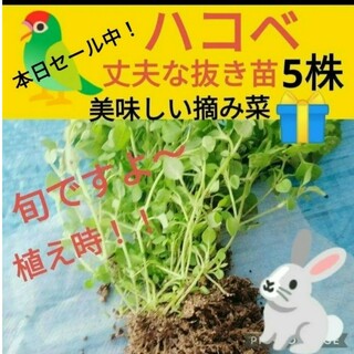 ハコベ苗５株♥️今だけ美味しい摘み菜プレゼント！
