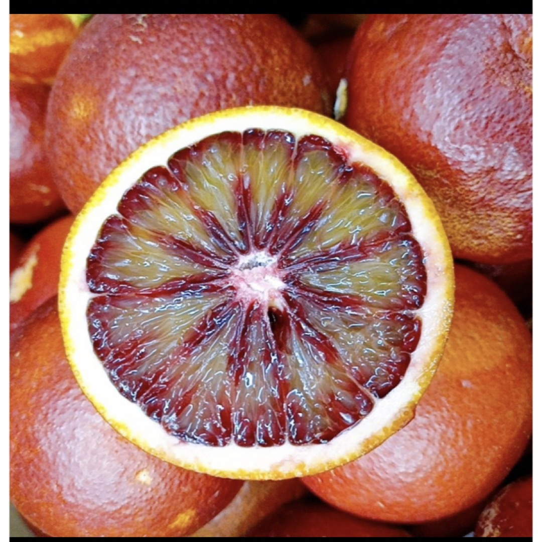 愛媛産　ブラッドオレンジ　モロ 食品/飲料/酒の食品(フルーツ)の商品写真