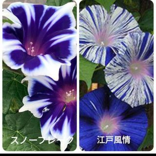 花の種　朝顔　江戸風情とスノーフレークの種(プランター)