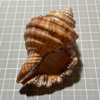 カコボラ　貝殻　標本(置物)