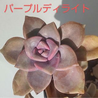 多肉植物　パープルディライト　カット苗　ひとつ(その他)