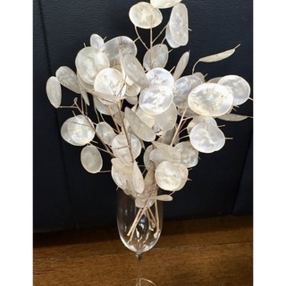 たっぷり100個‼️銀の紫陽花のお花畑で咲いた真珠貝みたいなルナリアの種です‼️(ドライフラワー)