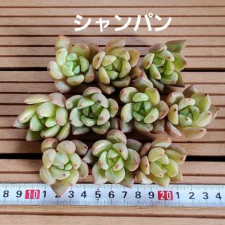 多肉植物『シャンパン』10苗セット(その他)