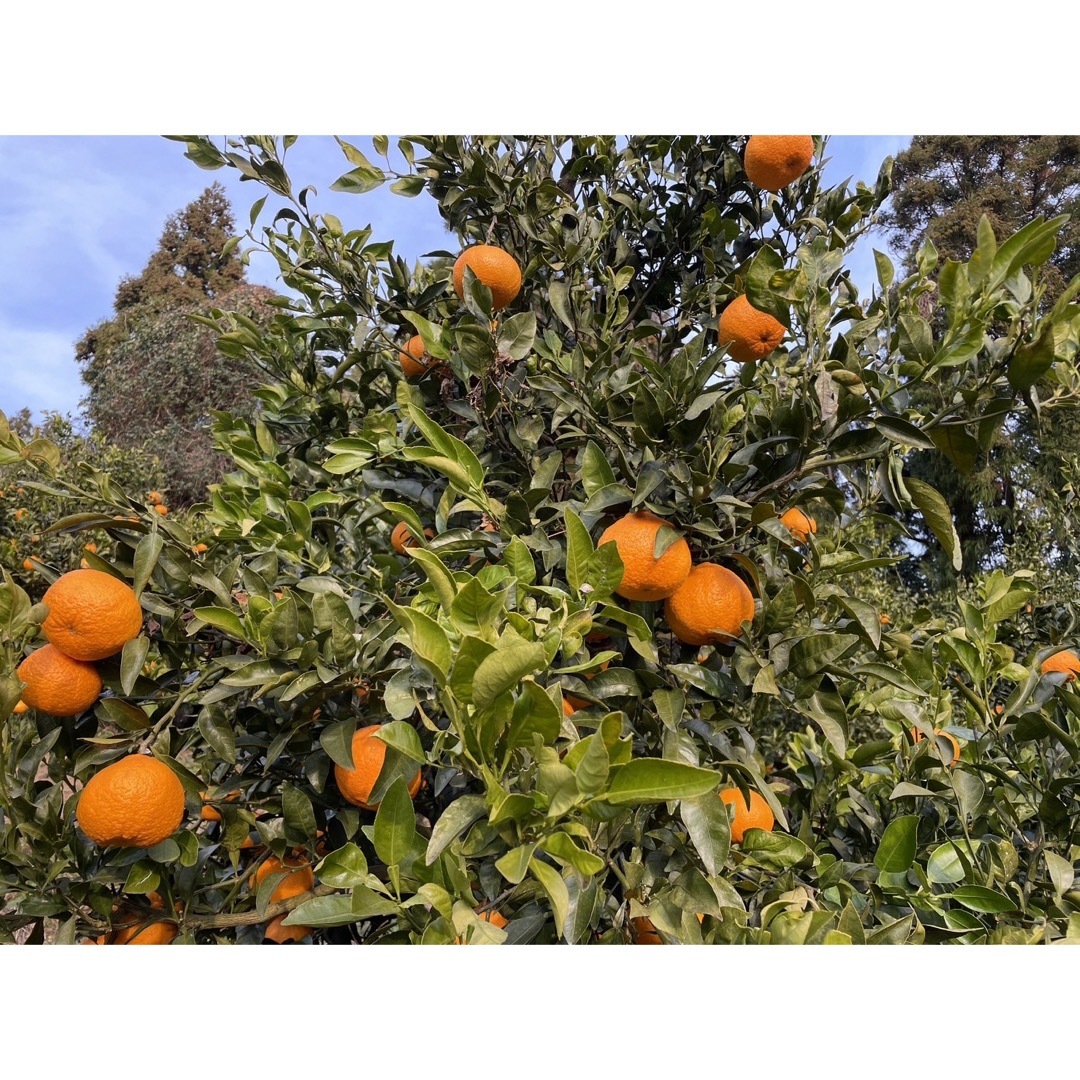 愛媛県産 不知火(デコポンと同じ品種) 【家庭消費向け】 5kg(箱込) 食品/飲料/酒の食品(フルーツ)の商品写真