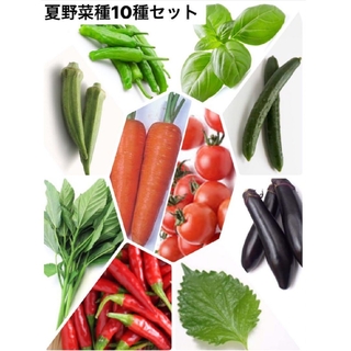 野菜セットO(その他)