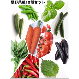 野菜タネセットO(その他)