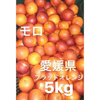 愛媛県産　ブラッドオレンジ　モロ　柑橘　5kg(フルーツ)