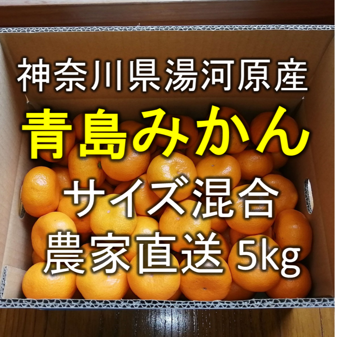 【青島みかん】約5kg 神奈川県湯河原町産 農家直送 食品/飲料/酒の食品(フルーツ)の商品写真