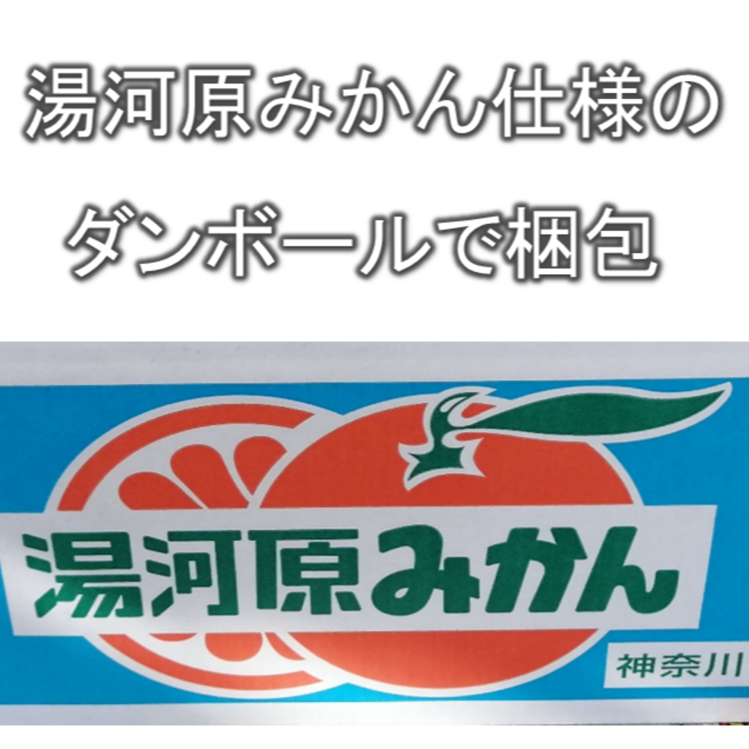 【青島みかん】約5kg 神奈川県湯河原町産 農家直送 食品/飲料/酒の食品(フルーツ)の商品写真