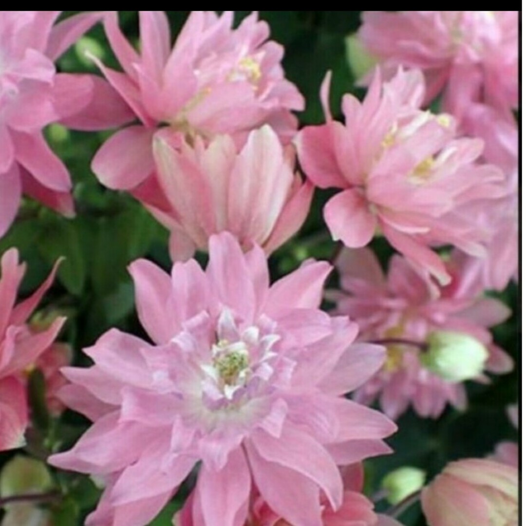 オダマキ　ピンク　種 ハンドメイドのフラワー/ガーデン(その他)の商品写真