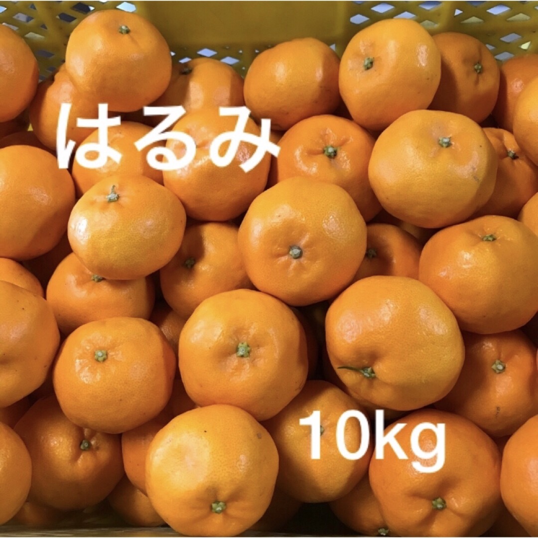 和歌山県産はるみ　10kg 食品/飲料/酒の食品(フルーツ)の商品写真