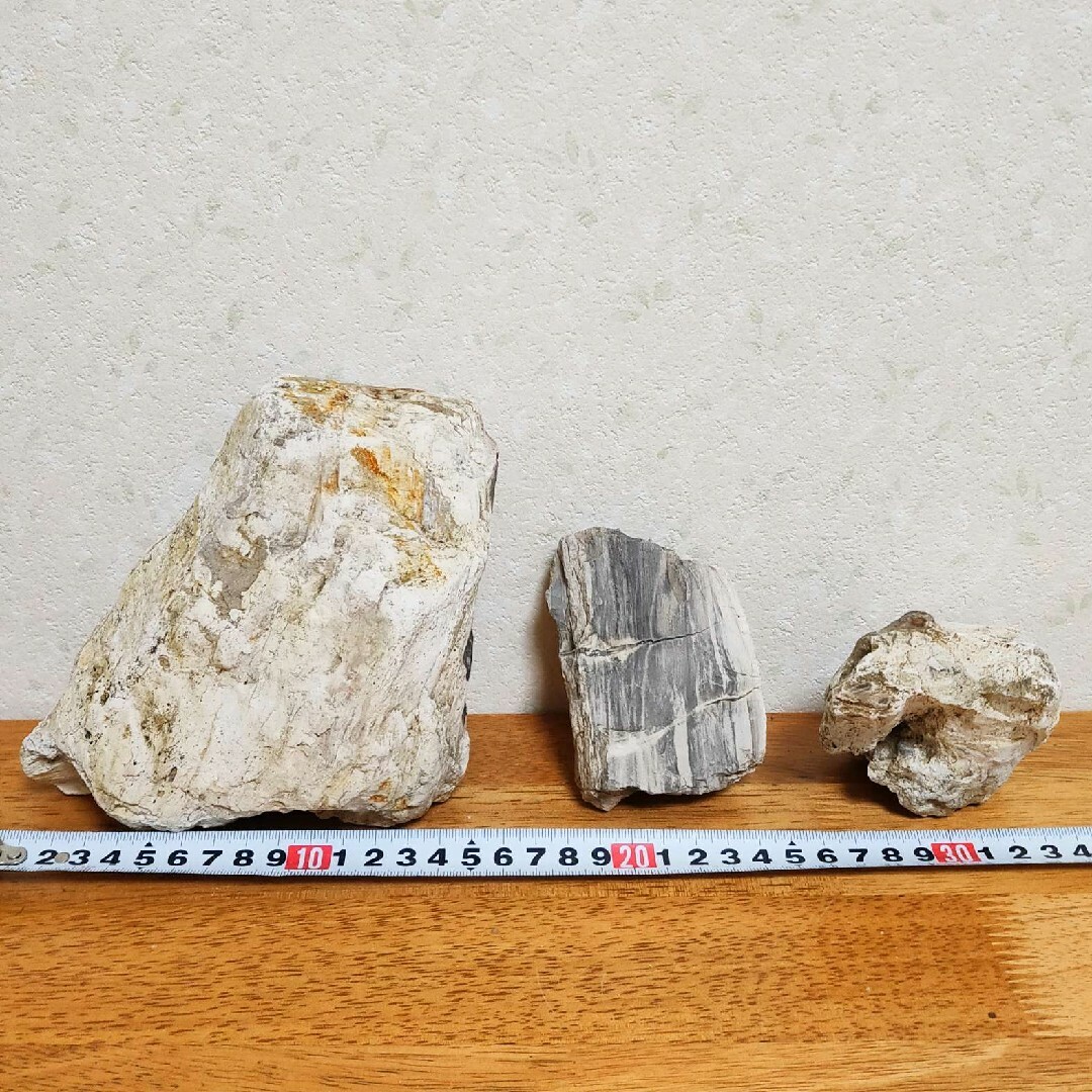 木化石(珪化木)セット３ - 水草