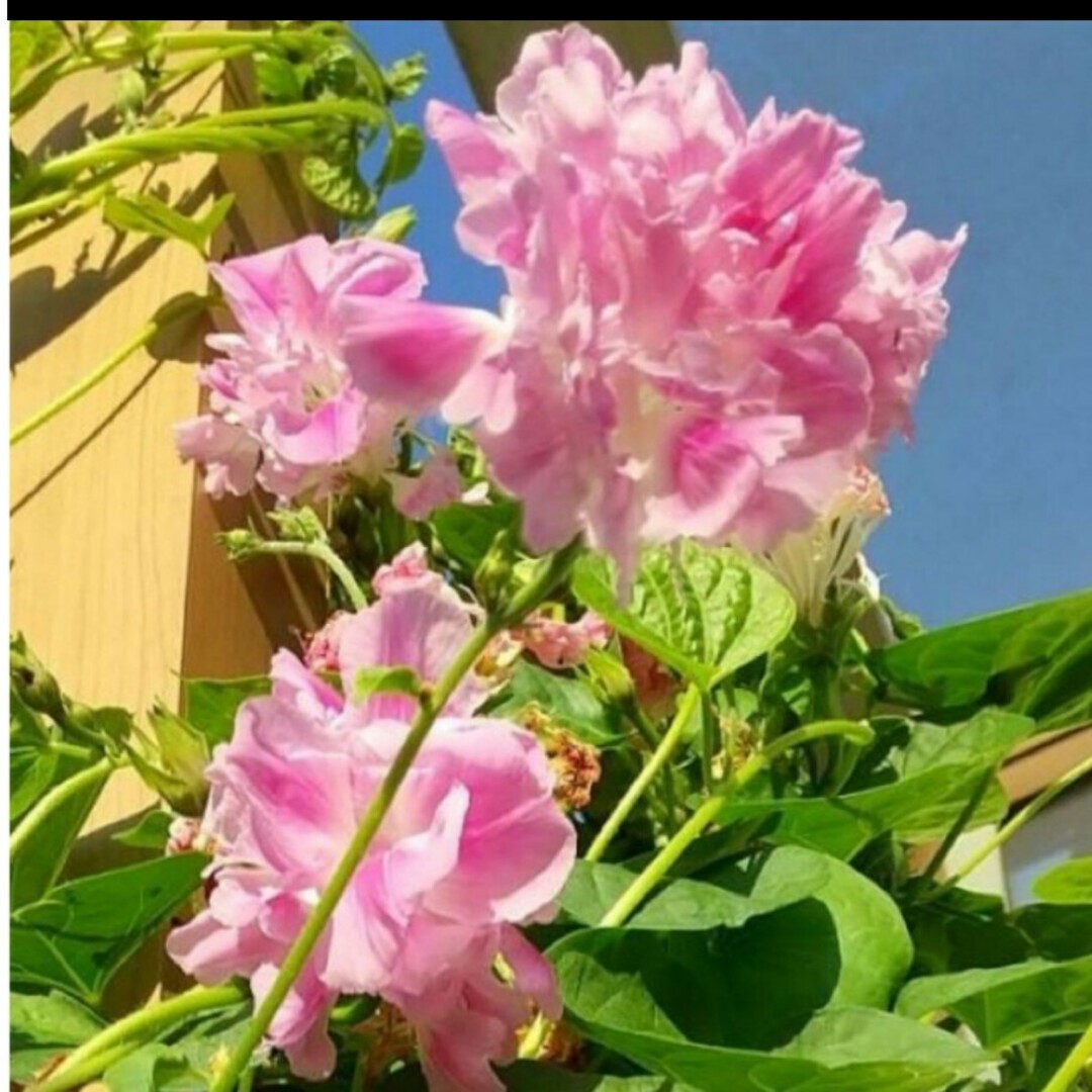 朝顔　ピンクフラミンゴ　種 ハンドメイドのフラワー/ガーデン(その他)の商品写真