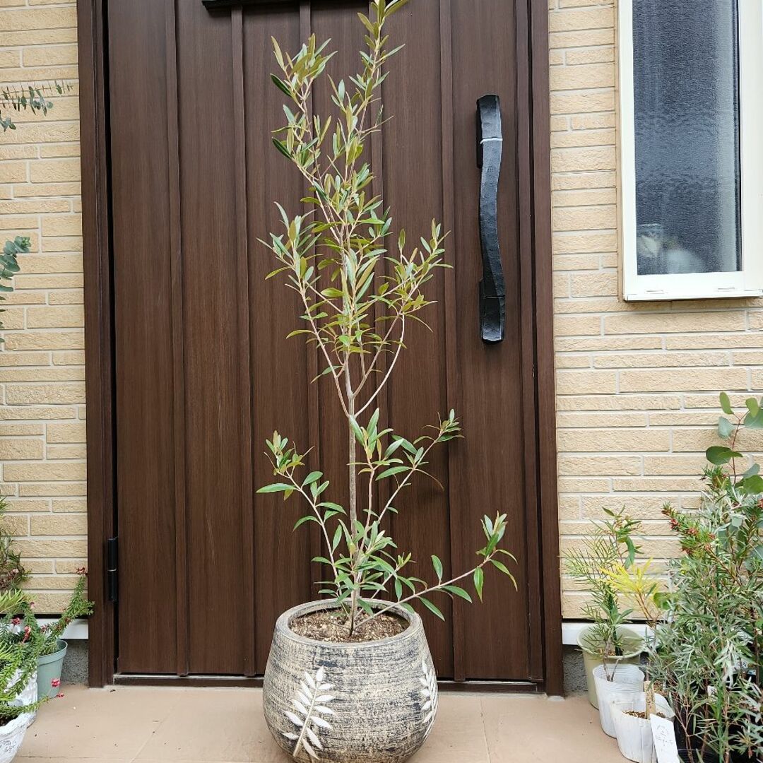 オリーブの木 ひなかぜ 大型テラコッタ鉢植え 苗 シンボルツリーに オリーブの木 ひなかぜ 大型テラコッタ鉢植え 苗 シンボルツリーに