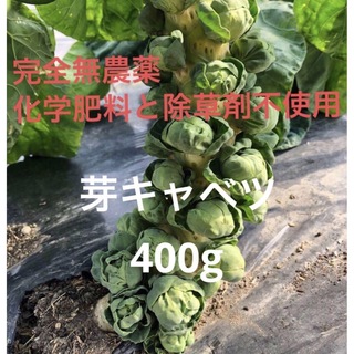 新鮮無農薬栽培　香川県産　芽キャベツ400g(野菜)