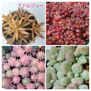 多肉植物　アドルフィー　ミリナエ　レッドベリー　パリダム(その他)