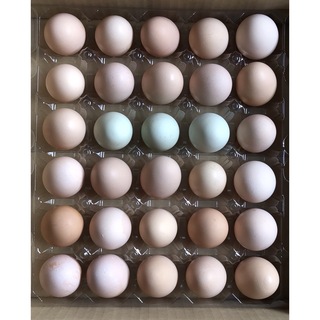 20個放し飼い卵(その他)