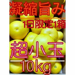 ミニチュア・ミラクル土佐文旦(凝縮旨み)10kg(フルーツ)