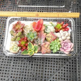 多肉植物☆カット苗セット☆可愛い多肉♡(その他)