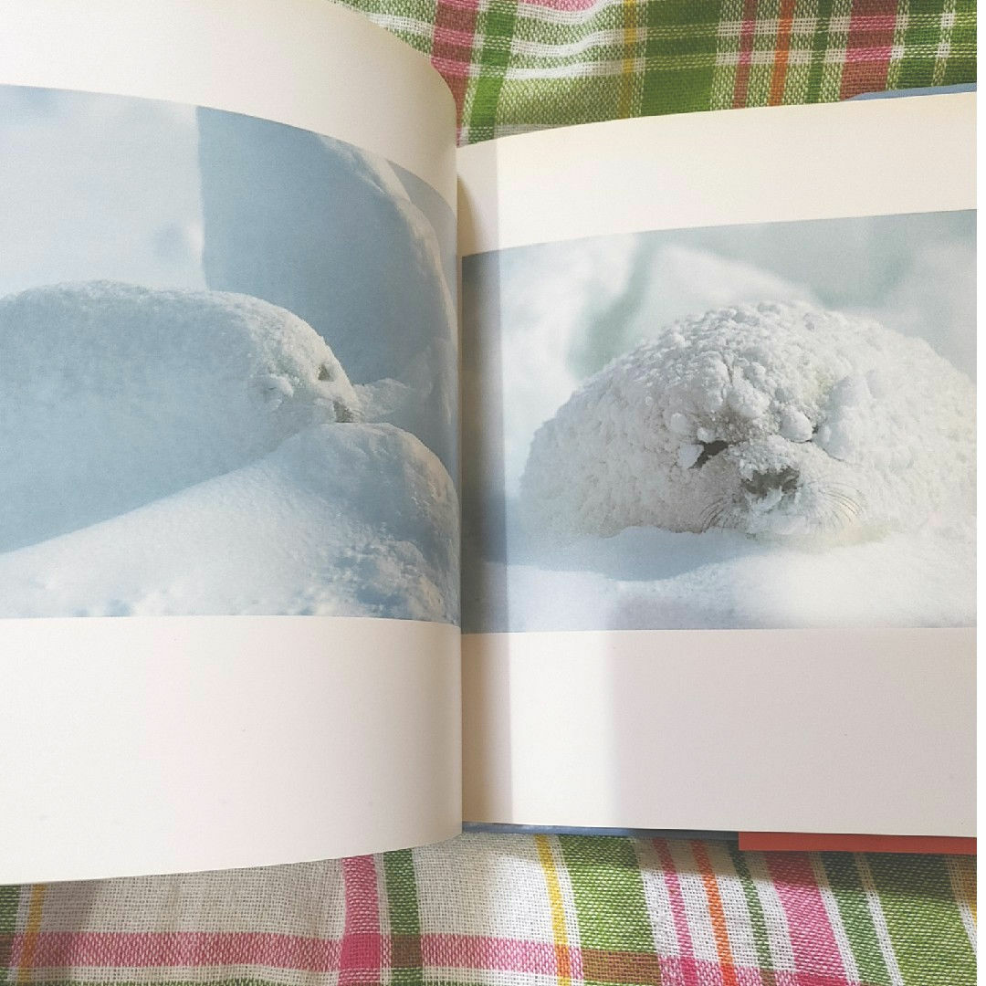 宝島社(タカラジマシャ)の氷のゆりかご アザラシの赤ちゃん写真集 ICE CRADLE エンタメ/ホビーの本(アート/エンタメ)の商品写真