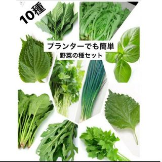 野菜種セットB(その他)