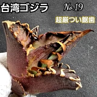 台湾ゴジラ　No.19　不規則に乱れる超厳つい鋸歯が特徴的！入手困難高級アガベ(その他)