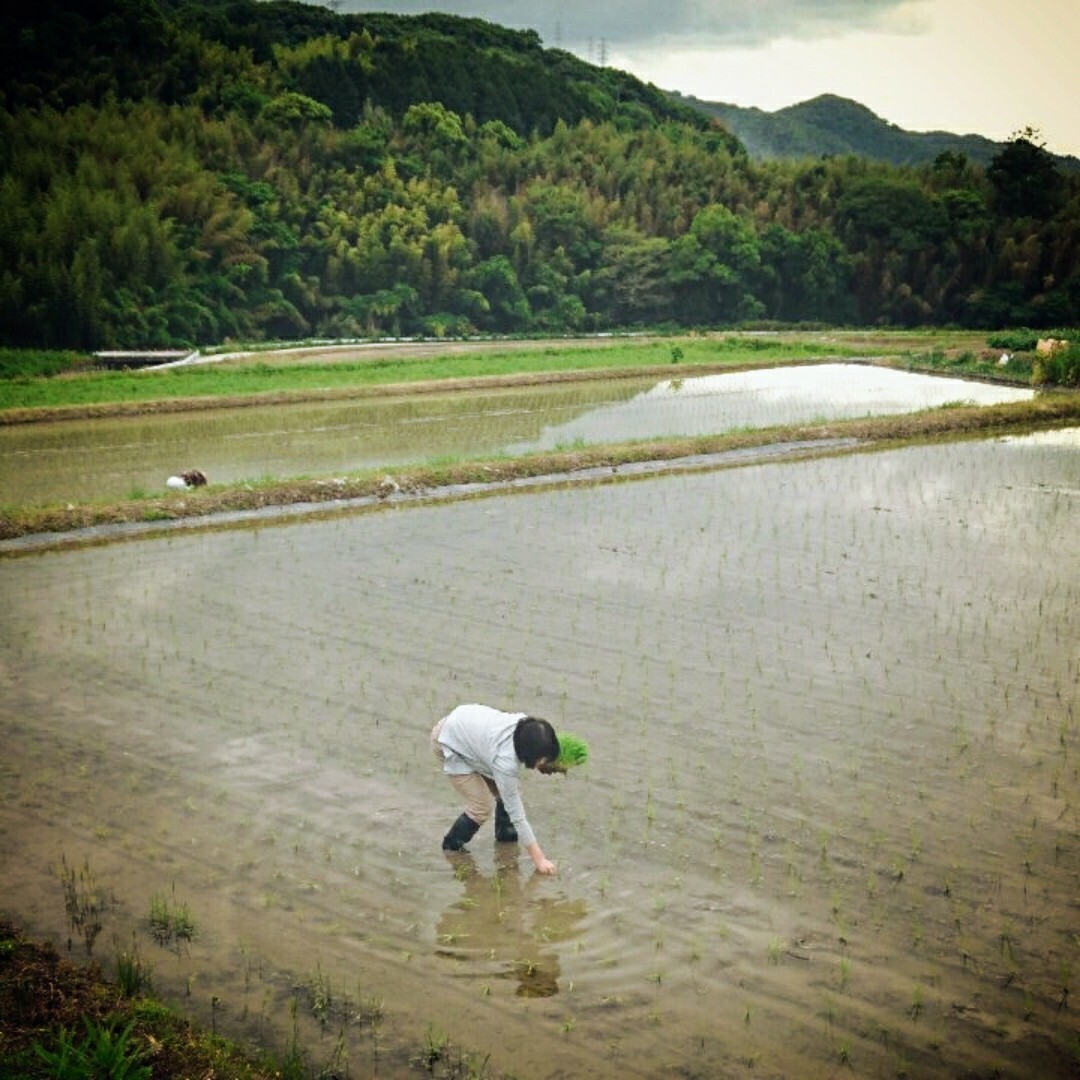 きらく様専用　令和５年産新米 低農薬玄米２０キロ 山田錦の里より農家直送 食品/飲料/酒の食品(米/穀物)の商品写真