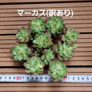 多肉植物『マーカス(訳あり)』セット(その他)